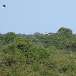 Tonle Sap Lake Bird Watching - Kampong Chhnang