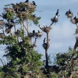 Tonle Sap Lake Bird Watching - Kampong Chhnang