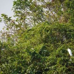 Tonle Sap Lake Bird Watching - Kampong Chhnang
