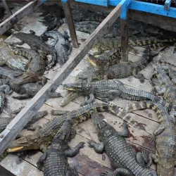 Tonle Sap River Floating Villages - Kampong Chhnang