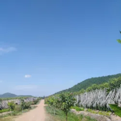 Kampot Pepper Plantations - Kampot