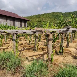 Kampot Pepper Plantations - Kampot