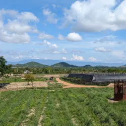 Kampot Pepper Plantations - Kampot