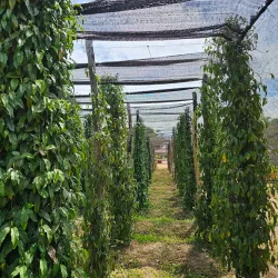 Kampot Pepper Plantations - Kampot