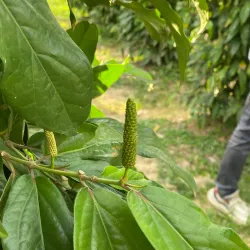Kampot Pepper Plantations - Kampot