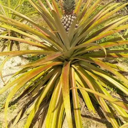 Kampot Pepper Plantations - Kampot