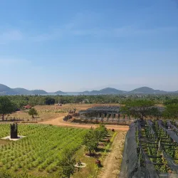 Kampot Pepper Plantations - Kampot