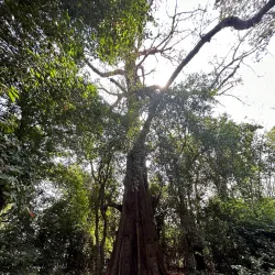 Koh Trong Island - Kratie