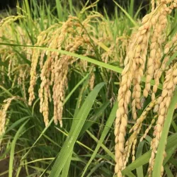 Wat Kampong Speu - Krong Chbar Mon (Kampong Speu)