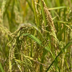 Wat Kampong Speu - Krong Chbar Mon (Kampong Speu)