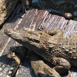 Tonle Sap Lake (Nearby) - Phumi Samraong