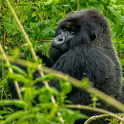 Campo Ma’an National Park - Kribi