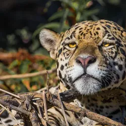 Campo Ma’an National Park - Kribi