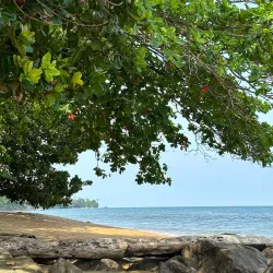 Kribi Mangrove Forests - Kribi