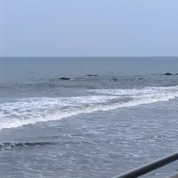 Kribi Mangrove Forests - Kribi