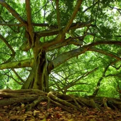 Campo Ma'an National Park - Sangmelima
