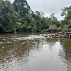 Dja Faunal Reserve - Sangmelima