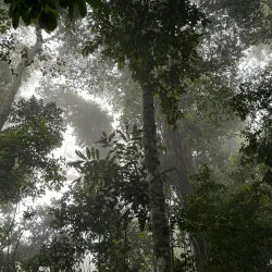 Dja Faunal Reserve - Sangmelima