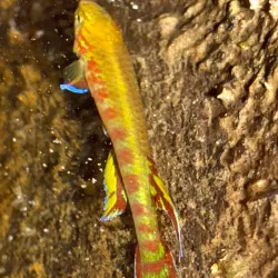Dja Faunal Reserve - Sangmelima