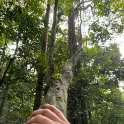 Dja Faunal Reserve - Sangmelima