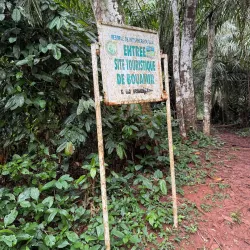 Dja Faunal Reserve - Sangmelima