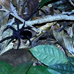 Dja Faunal Reserve - Sangmelima