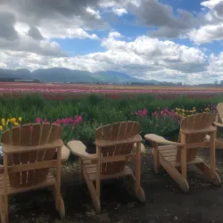 Abbotsford Tulip Festival - Abbotsford