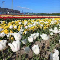 Abbotsford Tulip Festival - Abbotsford