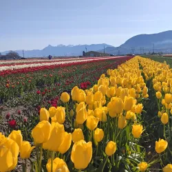 Abbotsford Tulip Festival - Abbotsford