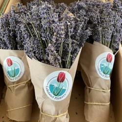 Abbotsford Tulip Festival - Abbotsford