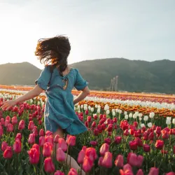 Abbotsford Tulip Festival - Abbotsford