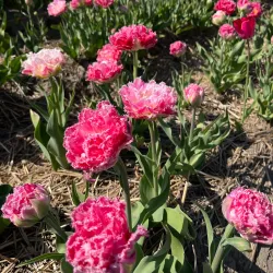 Abbotsford Tulip Festival - Abbotsford