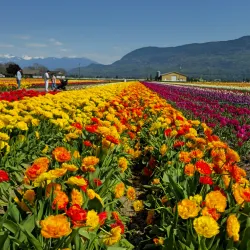 Abbotsford Tulip Festival - Abbotsford