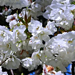 Clayburn Village - Abbotsford