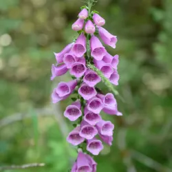Sumas Mountain Regional Park - Abbotsford