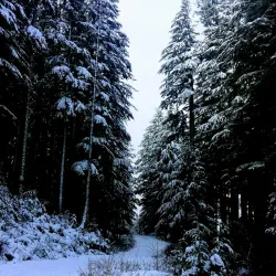 Sumas Mountain Regional Park - Abbotsford
