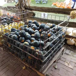 Alliston Farmers' Market - Alliston