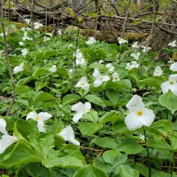 Hockley Valley Provincial Nature Reserve - Alliston