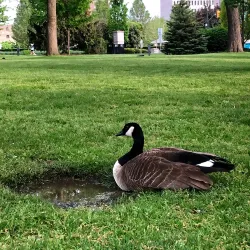 Victoria Park - Alliston