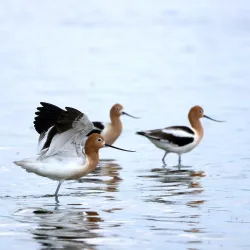 Cooking Lake-Blackfoot Provincial Recreation Area - Ardrossan