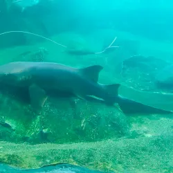 Nearby Edmonton Attractions - Ardrossan