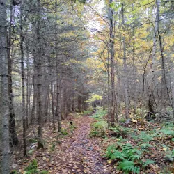 Traditional Cree Campsites - Attawapiskat