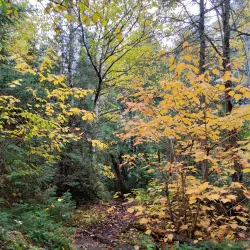 Traditional Cree Campsites - Attawapiskat