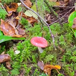 Traditional Cree Campsites - Attawapiskat