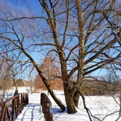 Aurora Arboretum - Aurora