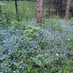 Holland River Trail - Aurora