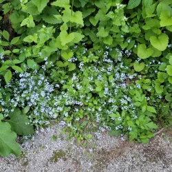 Holland River Trail - Aurora