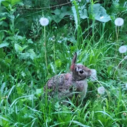 Holland River Trail - Aurora