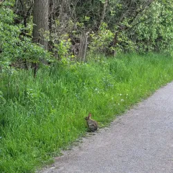 Holland River Trail - Aurora