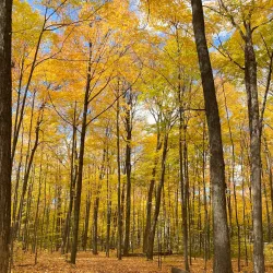 Sheppard's Bush Conservation Area - Aurora